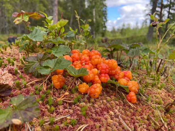 Från skogen till bordet, korg med kantareller & lingon